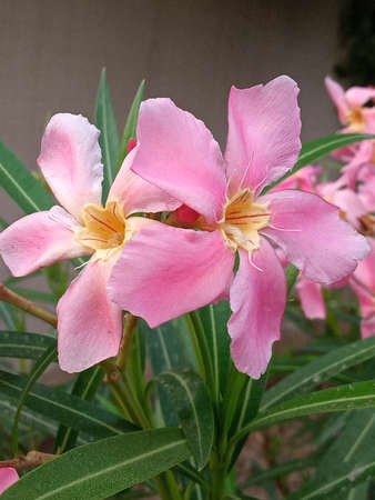 Pink flower with five petals.Nerium oleander, commonly known as oleander, is a highly toxic plant that has been cultivated since ancient times.の写真素材