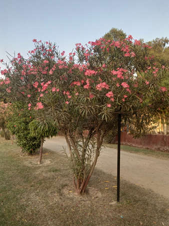 Large green tree full of flowers against the blue sky.