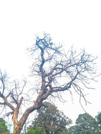 Dead and dry tree branches, sky in the background.