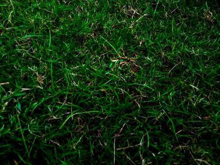 Green grass for background texture. Element for design.の写真素材