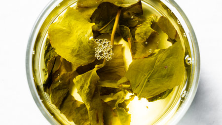 Herbal tea in a glass cup on a white background, top viewの写真素材