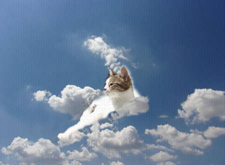 Dreamer; A cat,lying on a cloud in the sky, contemplating and dreaming,looking to the futureの写真素材