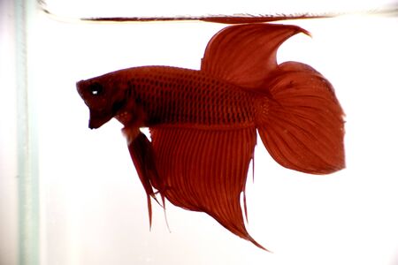 Betta Fishの写真素材