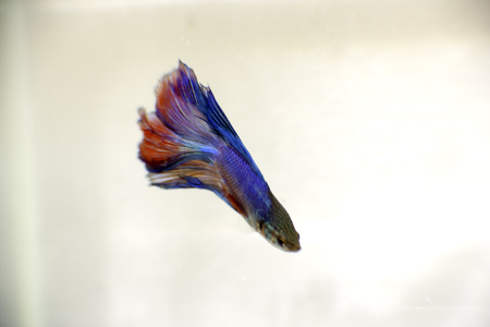 Betta Fishの写真素材