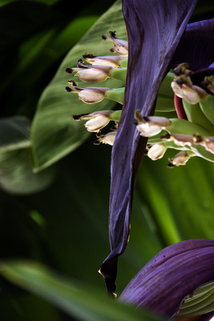 banana blossomの写真素材