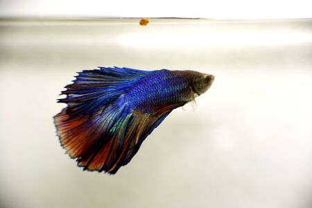 Betta Fishの写真素材