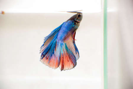 Betta Fishの写真素材
