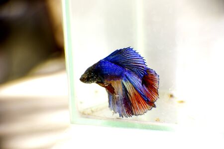 Betta Fishの写真素材