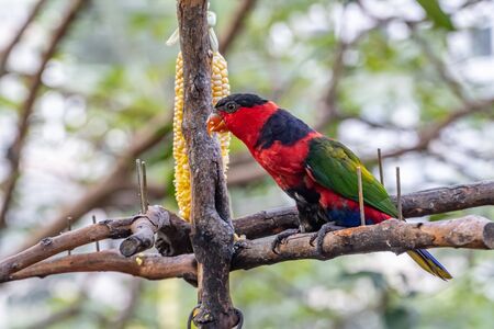 Coconut lorikeet (Trichoglossus haematodus) eating corn at Hong Kong Parkの写真素材