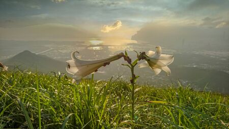 White lily flower in the foreground and dramatic golden sunset in the background taken at Kai Kung Leng Country Trailの写真素材
