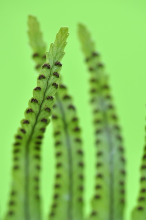 Pockets of spores on underside of fern leafの写真素材