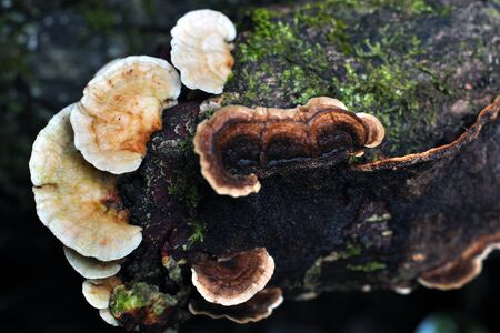 Bracket fungi mushrooms growing on rotting wood in tropical forestの写真素材