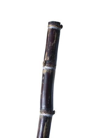 Stick of dark sugarcane isolated on whiteの写真素材