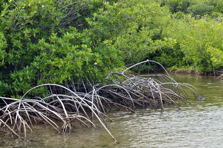Healthy mangroves in shallow marsh in Oahu, Hawaiiの写真素材