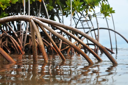 Closeup low angle view of mangrove roots in marshの写真素材