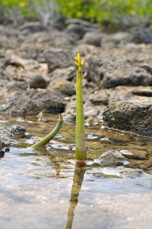 Baby red mangrove sprouting in shallow marsh in Hawaiiの写真素材