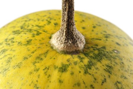 Closeup of stem and top of buffalo gourdの写真素材