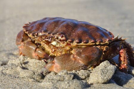 Rock crab on sandy beachの写真素材