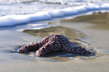 Purple sea star on sand in small surfの写真素材