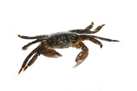 Striped shore crab isolated on white backgroundの写真素材