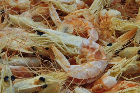 Dried shrimpの写真素材