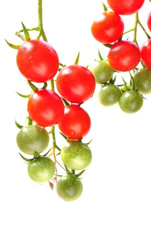 Fresh ripe and green cherry tomatoes on vine on white backgroundの写真素材