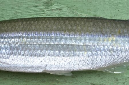 Closeup of smelt showing scales and fins on green table