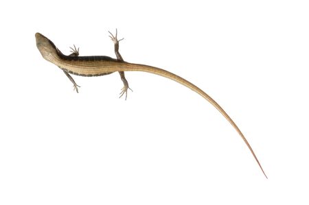 Small brown alligator lizard isolated on white background
