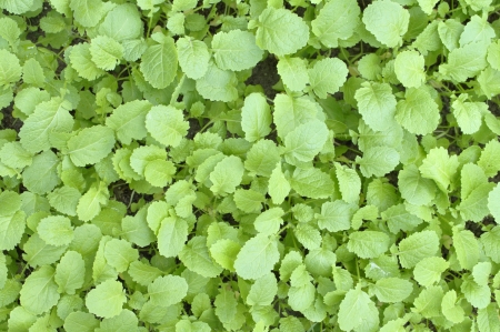 Superior view of young mustard greens growing densely togetherの写真素材