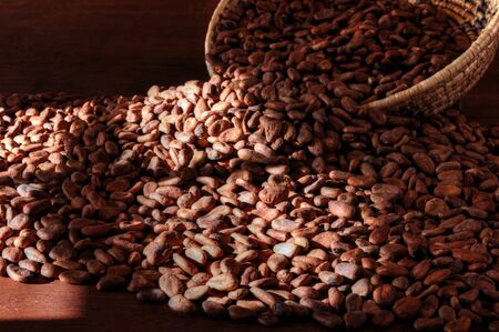 Pile of raw cacao beans on wooden table with natural window lightの写真素材