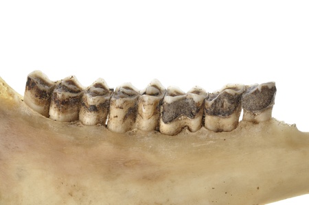 Macro closeup of worn teeth of deer in jawbone on white backgroundの写真素材