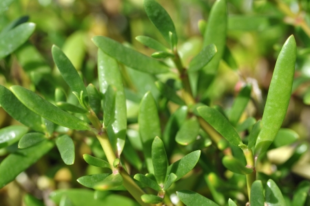 Macro closeup of wild growing sea purslane on Caribbean islandの写真素材
