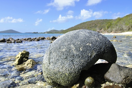 Large piece of brain coral on rocky island beach in the Caribbean Seaの写真素材