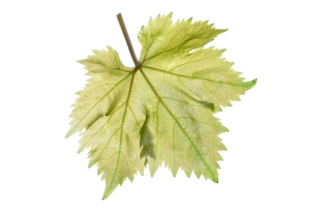 Single perfect beautiful grape leaf and stem showing intricate vein detail isolated on white backgroundの写真素材