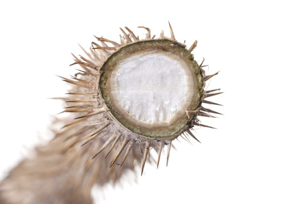 Macro closeup of cross section of Oplopanax horridus devilの写真素材