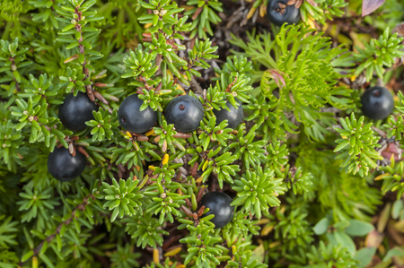 Closeup of wild black crowberries on Empetrum nigrum bush in southeast Alaskaの写真素材