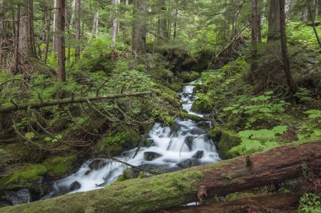 Beautiful waterfall rushes downstream along the Herring Cove Trail in a dense forest near Sitka, Alaskaの写真素材