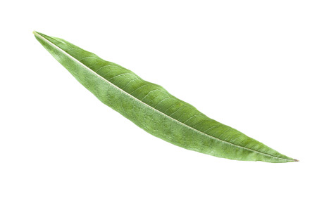 Macro closeup of narrow lance-shaped leaf of Epilobium angustifolium fireweed plant isolated on whiteの写真素材