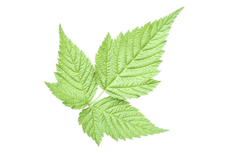 Perfect trifoliate leaf form of Rubus spectabilis salmonberry bush isolated on whiteの写真素材