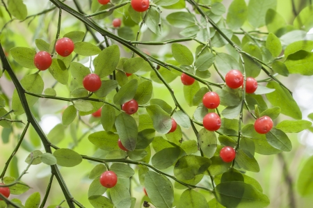 Ripe red huckleberries on Vaccinium parvifolium bush natural environmentの写真素材