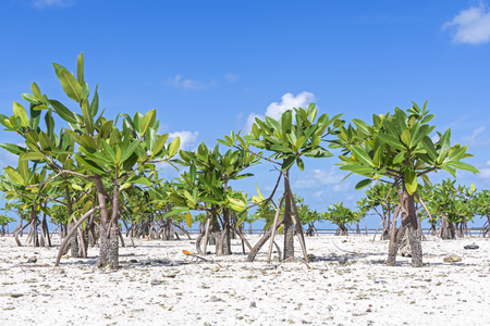 Low tide leaves young mangrove trees on sandy shore of Chacmuchuc lagoon on Isla Blanca, Quintana Roo, Mexicoの写真素材