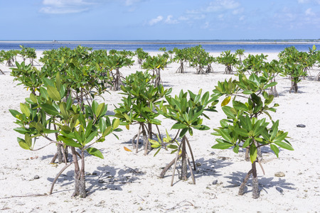 Low tide leaves young mangrove trees on sandy shore of Chacmuchuc lagoon on Isla Blanca, Quintana Roo, Mexicoの写真素材