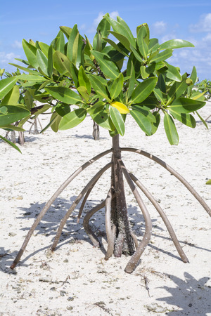 Closeup of young mangrove on sandy shore of Chacmuchuc lagoon on Isla Blanca, Quintana Roo, Mexicoの写真素材