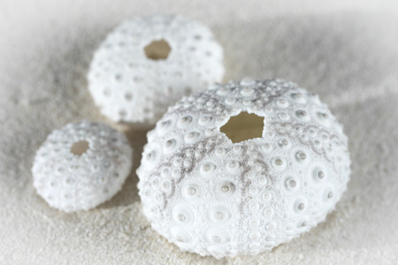 Closeup of three beautiful white sea urchin shells on beach sandの写真素材