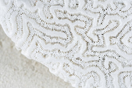 Macro closeup detail of white brain coral on sandの写真素材