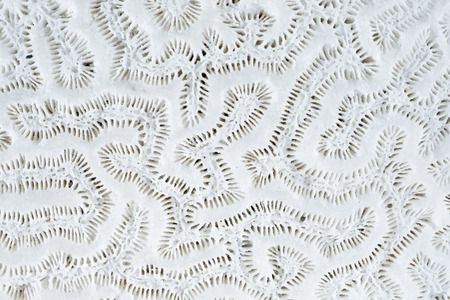 Macro closeup detail of white skeletal remains of brain coralの写真素材