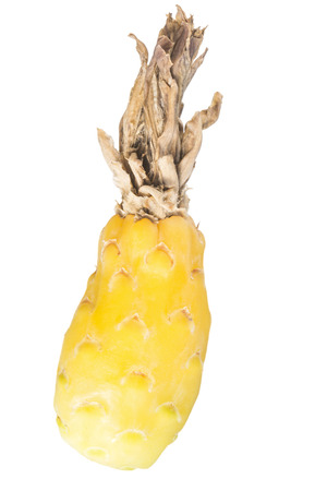 Closeup of edible ripe yellow fruit of barrel cactus isolated on white の写真素材