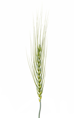 Green ear of wheat isolated on white の写真素材