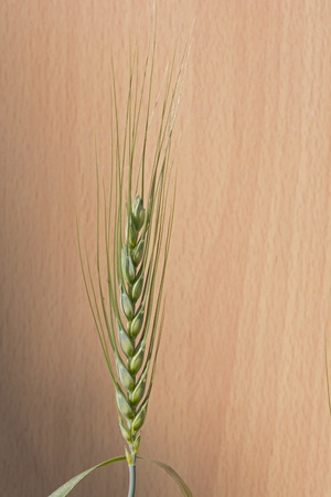 Closeup of single green ear of wheat on wood の写真素材