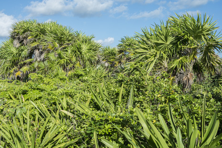Dense green coastal vegetation of Quintana Roo, Mexicoの写真素材